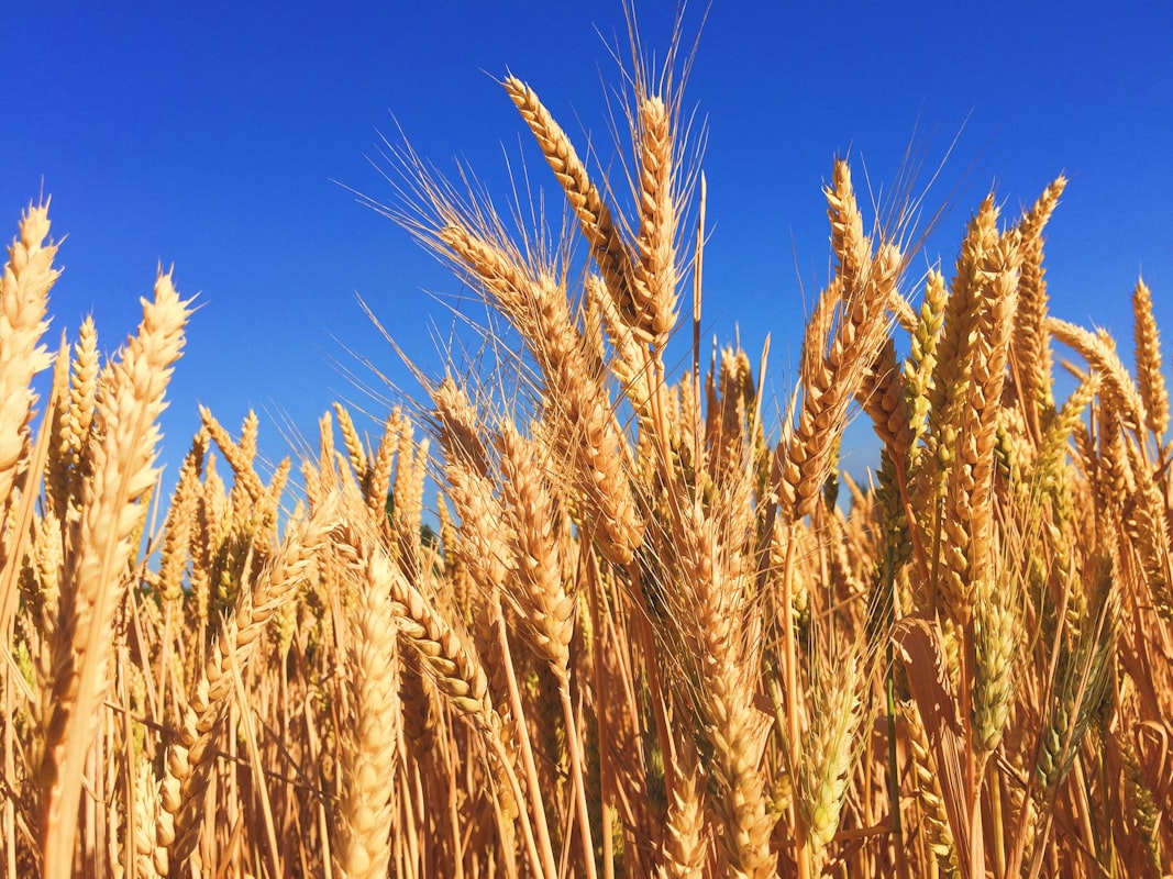 Farro integrale biologico